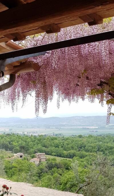 Vesper - Casale Con Piscina - Ad Galli Cantum ชิตตา เดลลา ปีเอเว ภายนอก รูปภาพ